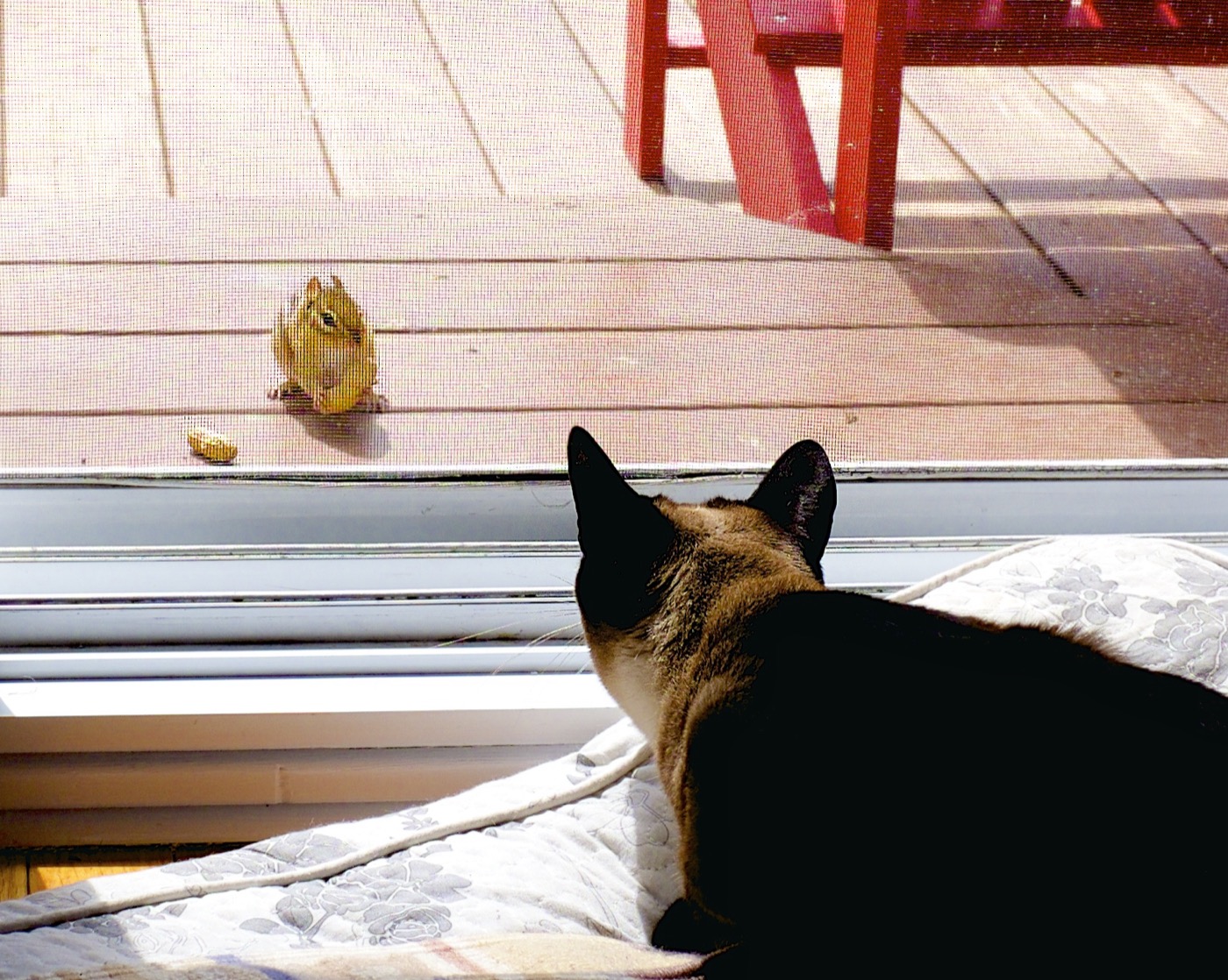 A cat looking through a mesh screen door at a chipmunk outside.