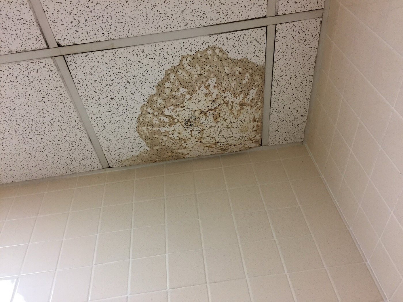 A ceiling panel above a tiled bathroom wall with a large brown water stain from a leaking pipe.