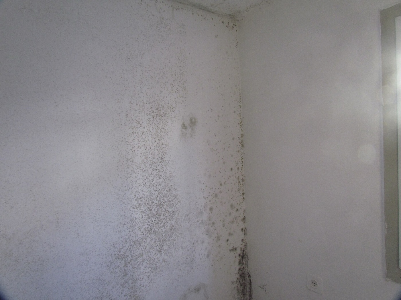 How to Remove Mould from a Wall in a Singapore Flat